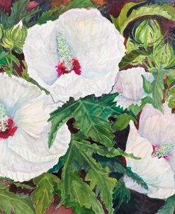 White Hibiscus Red Centers