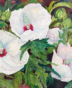 White Hibiscus Red Centers