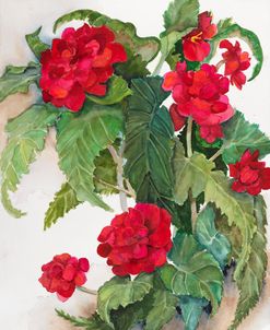 Red Begonias