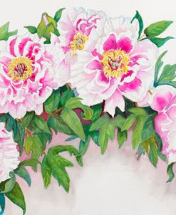 Tree Peonies with Red Centers