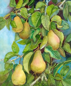A Branch with Pears