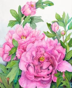 Peonies Dressed in Pink