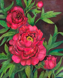 Peonies in Deep Red