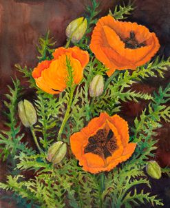 Poppies with Rich Brown Background