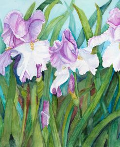 Three Lavender Iris