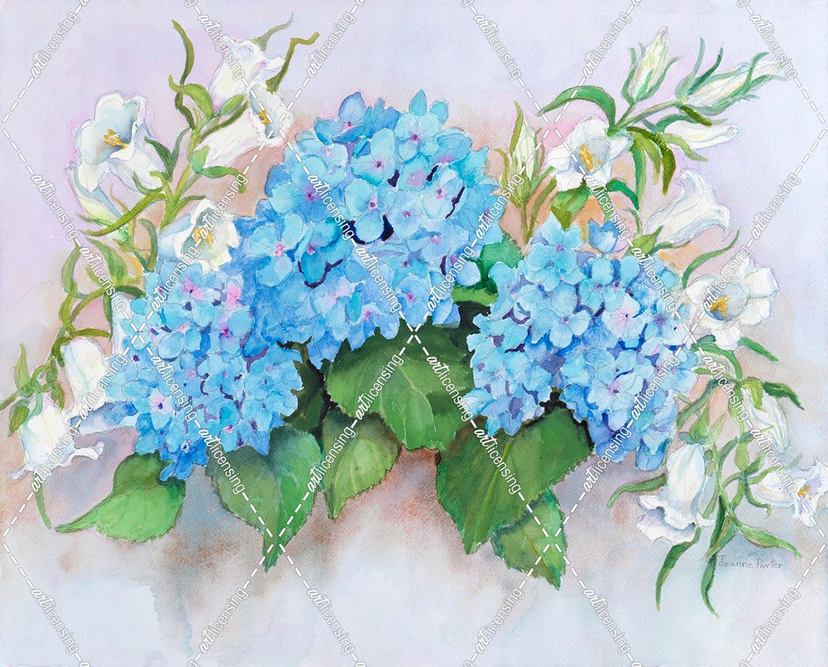 Hydrangeas Colored in Blue