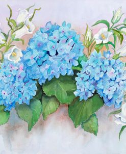 Hydrangeas Colored in Blue
