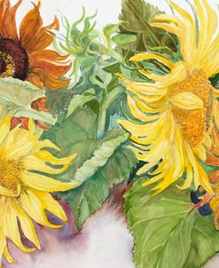 Sunflower Variations