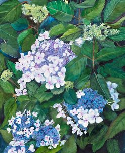 Lace Hydrangeas