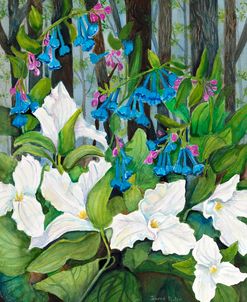 Blue Bells and Trillium