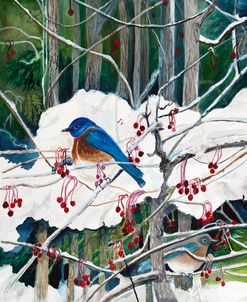 Blue Birds in Winter