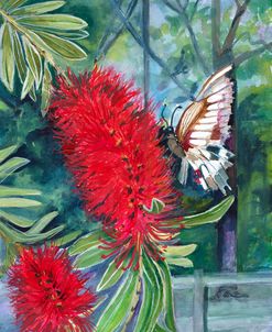 Bottle Brush and Butterfly