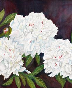 Three White Peonies