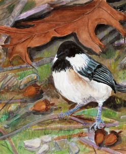 A Chickadee