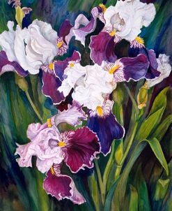 Wind Blown Iris