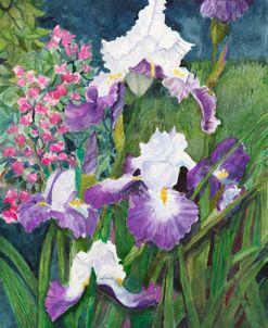 Iris in the Garden