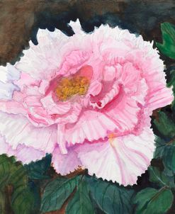 Japanese Peonies in Pink