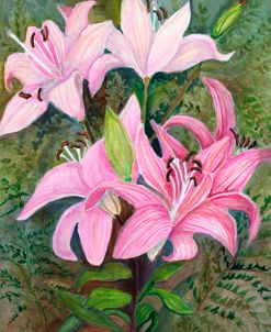 Pink Lilies