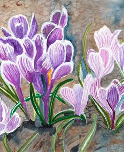 Crocus