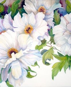 White Peonies