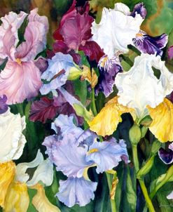 Multi Colored Field Of Iris