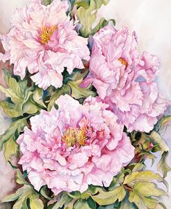 Peonies 2