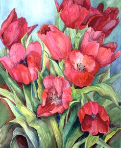 Red Tulips