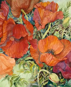 Orange Poppies