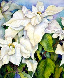 White Poinsettia