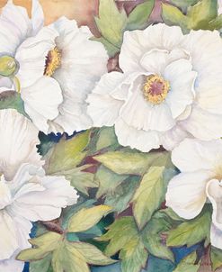 Peonies Dressed In White