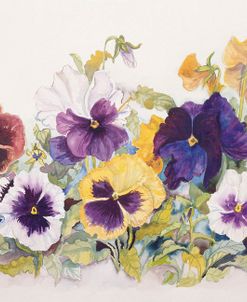 Pansies’ Faces