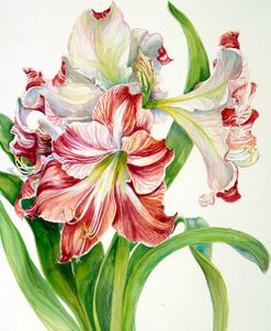 Red And White Amaryllis