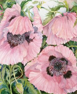 Pink Poppies