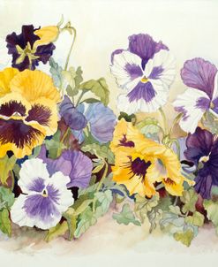 Pansies In Yellow- Purple