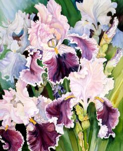 Ruffled Burgundy Iris’