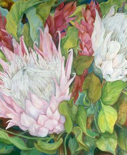 Protea And Red Ginger