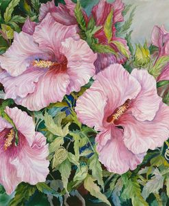 Pink Hibiscus