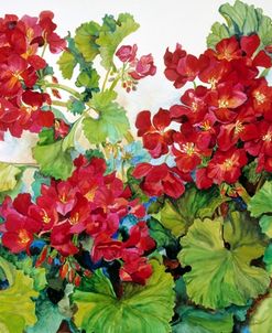 Deep Red Geraniums