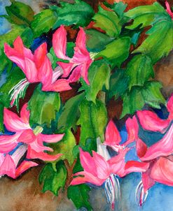 Christmas Cactus