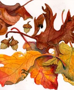 Leaves And Acorns