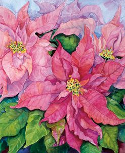 Pink Poinsettia