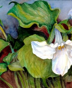 Woodland Trillium A