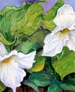 Woodland Trillium B