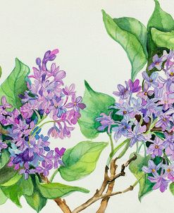 Lilac Sprigs