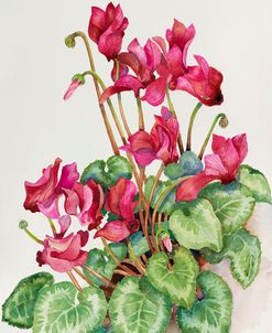 Red Cyclamen