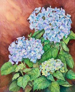 Blue Hydrangeas