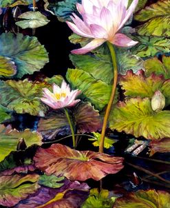 Water Lilies