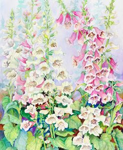 Summer Foxglove