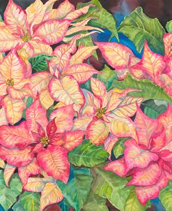 Pink Variegated Poinsettia