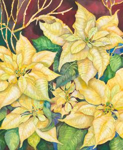 Golden Poinsettia